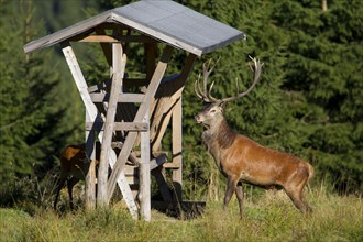 Red Deer (Cervus elaphus) at a feeding rack for wildlife