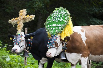 Decorated cows