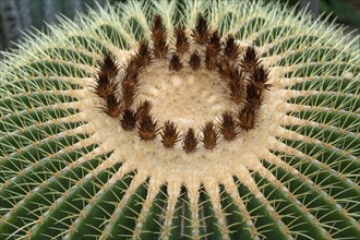 Flowering Barrel Cactus or Golden Barrel Cactus (Echinocactus grusonii)