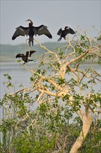 Oriental Darter or Indian Darter (Anhinga melanogaster) and Little Cormorants (Phalacrocorax niger)