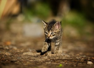 Tabby kitten on foot in a yard