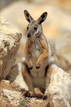 Yellow-footed Rock Wallaby (Petrogale xanthopus)
