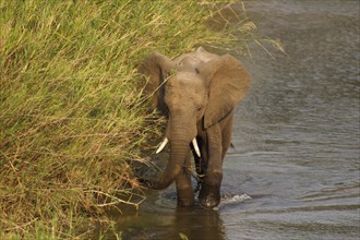 African Elephant (Loxodonta africana) wading through the Olifants River surrounded by Common Reed (Phragmites australis)