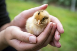Freshly hatched chick in the hands of a young woman