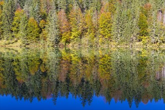 Autumnal forest at Grubsee Lake with reflections