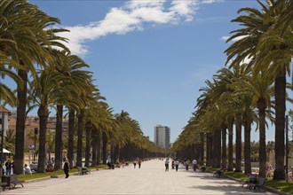 Palm promenade