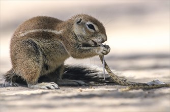 Cape Ground Squirrel (Xerus inauris) feeding on a small snake