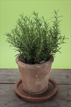 Rosemary (Rosmarinus officinalis) growing in a terracotta pot on a wooden table