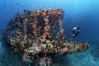 Scuba diver diving at an overgrown wreck