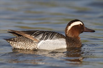 Garganey (Anas querquedula)