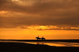 Horseriders at sunset on the beach of Borkum
