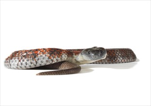 Tiger Snake (Notechis scutatus)