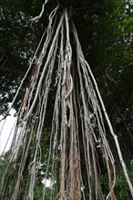 Giant Banyan Tree (Ficus benghalensis)