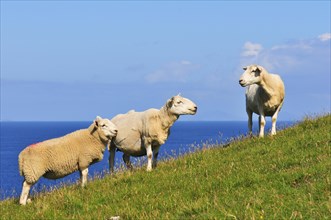 Three sheep on a meadow