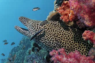 Laced Moray (Gymnothorax favagineus) at a coral reef with soft corals