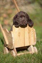 Chocolate Labrador Retriever puppy in a small wooden cart