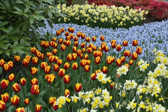 Tulips (Tulipa hybrids)