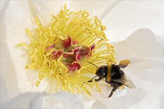 Bumblebee (Bombus hortorum) with pollen loads perched on a Chinese Peony (Paeonia lactiflora)