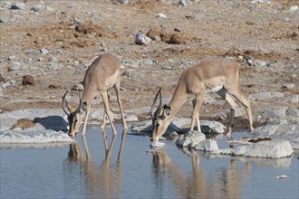 Two young male Impalas (Aepyceros melampus) drinking at Halali waterhole