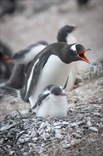 Gentoo Penguin (Pygoscelis papua) and chick at the nest