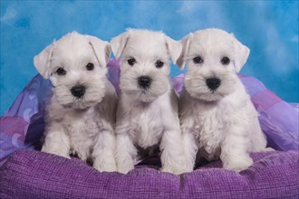 Three white Miniature Schnauzer puppies