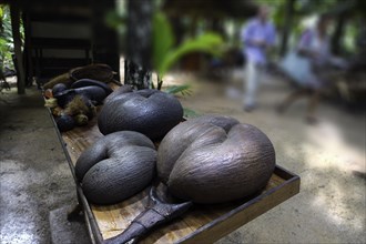 Ripe fruit of the Maldive Coconut or Coco de Mer (Lodoicea maldivica)
