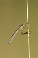 Striped Slender Robberfly (Leptogaster cylindrica)