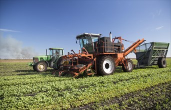 Farm machinery harvesting radishes at Roth Farms