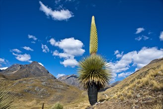 Queen of the Andes or Giant Bromeliad (Puya raimondii)