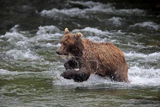 Grizzly Bear (Ursus arctos horribilis) adult