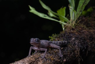 Graceful Madagascar ground gecko (Paroedura gracilis)