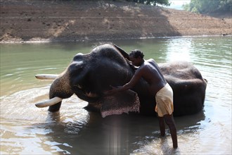 Mahout cleaning an Asian Elephant (Elephas maximus)