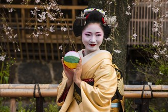Geisha in front of a blossoming cherry tree in the Geisha quarter Gion