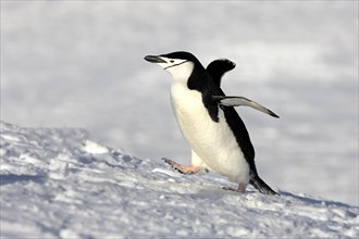 Chinstrap Penguin (Pygoscelis antarctica)