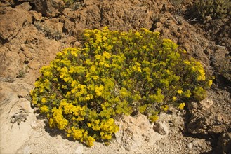 Flixweed (Descurainia bourgaeana)