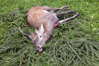 Young hunted down Red Deer (Cervus elaphus)