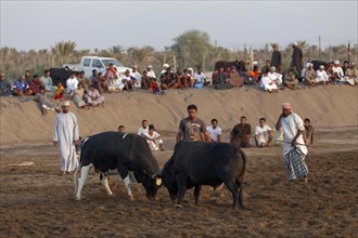 Bull fight in the Barka Arena