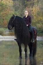 Horsewoman riding a black Friesian horse with a long crest