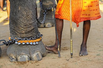 Elephant foot and human feet at Hindu temple festival