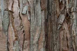 Bark of a Giant Sequoia (Sequoiadendron giganteum)