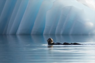 Sea Otter (Enhydra lutris) in front of an iceberg