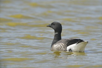 Brant Goose (Branta bernicla)