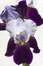 Tall Bearded Iris (Iris x barbata-eliator)