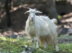 Feral white goat