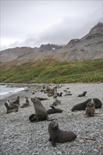 Antarctic Fur Seals (Arctocephalus gazella)