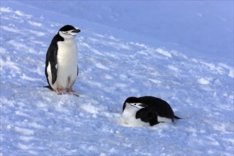 Chinstrap penguins (Pygoscelis antarctica) pair