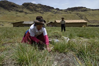 Woman with a sickle harvesting grass for livestock feed