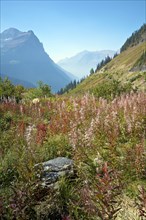 Fireweed (Chamerion angustifolium) growing near the Going-to-the-Sun Road