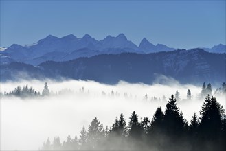 Coniferous forest in fog