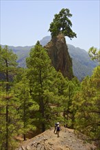 Rock formation Roque del Huso in the Parque Nacional de la Caldera de Taburiente National Park